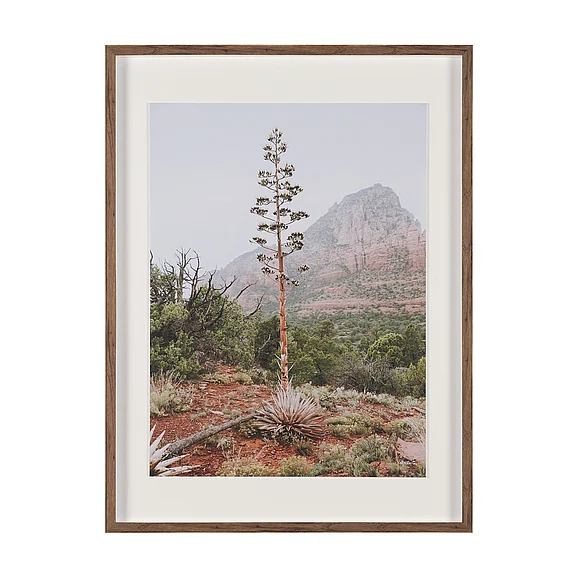 Mercana Agave on the Rocks by Kelly Frere Framed Art Print Matted under Glass 16046 PROMO