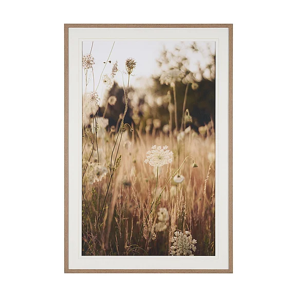 Mercana Wild Carrot Flowers by Zaira Zarotti Textured Framed Photo Print Matted under Glass 16315