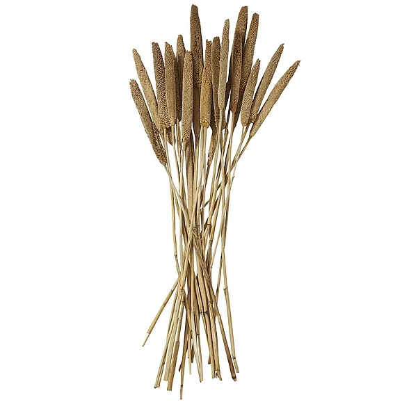 UMA Brown Dried Plant Bunny Tail Grass Home Decor Natural Foliage with Long Stems, 1" x 1" x 20" | 12566 CLOSEOUT