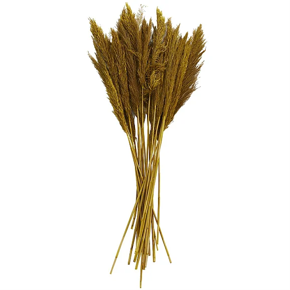 UMA Yellow Dried Plant Pampas Grass Home Decor Natural Foliage with Long Stems, 2" x 1" x 35" | 12577 CLOSEOUT