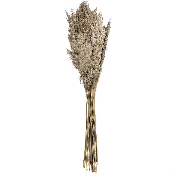UMA Brown Dried Plant Pampas Grass Home Decor Natural Foliage with Long Stems, 2" x 1" x 35" | 12582 CLOSEOUT