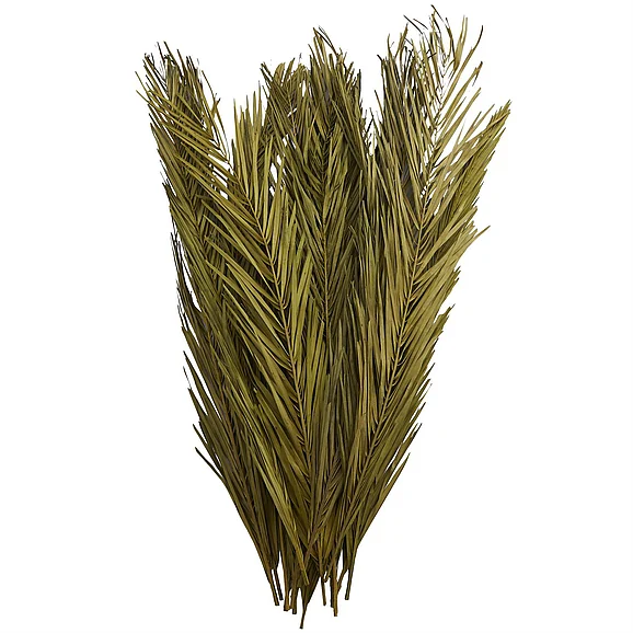 UMA Green Dried Plant Palm Leaf Tall Home Decor Natural Foliage with Grass and Feather Inspired Stems, 4" x 1" x 43" | 12660 CLOSEOUT