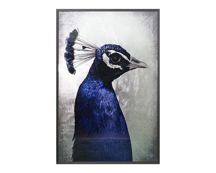 SUNPAN The Peacock - 48" X 72" - Charcoal Frame A0262