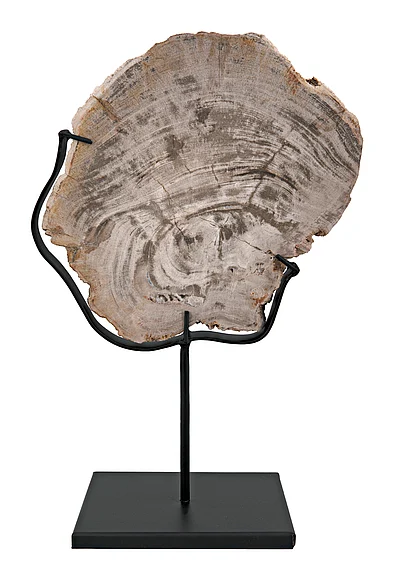 Noir Furniture Wood Fossil with Stand, 8" AM-39C