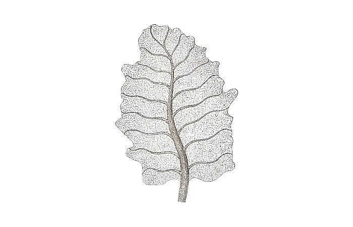 Phillips Collection Metallurgy Leaf Wall Art in Stainless Steel ID113684