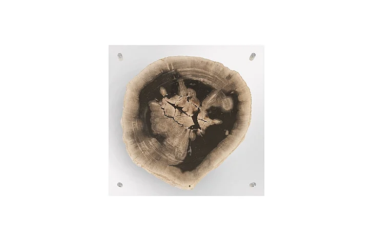 Phillips Collection Floating Petrified Single-Slice Wall Art in Clear/Natural ID97236