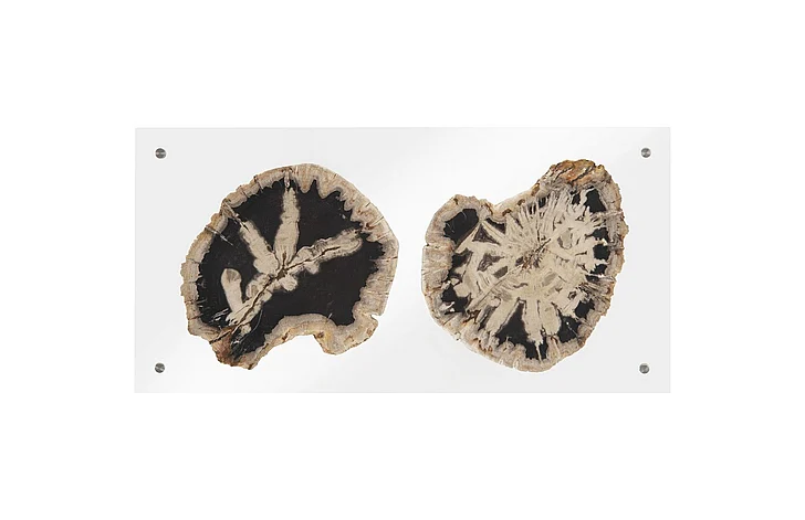 Phillips Collection Floating Petrified Double-Slice Wall Art in Clear/Natural ID97237