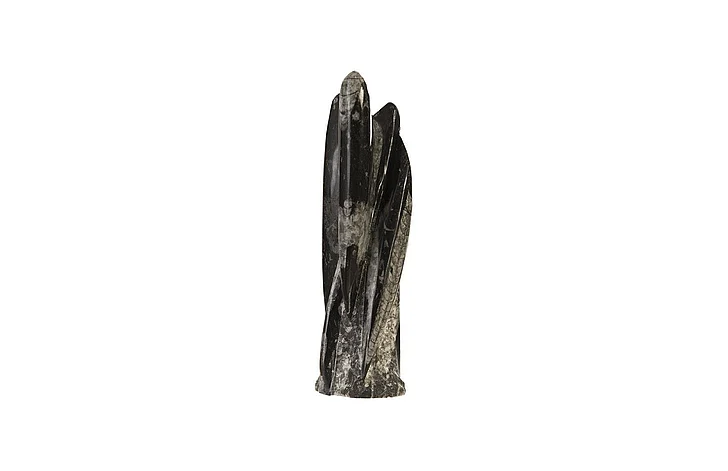 Phillips Collection Fossilized Squid Sculpture in Assorted MA87549
