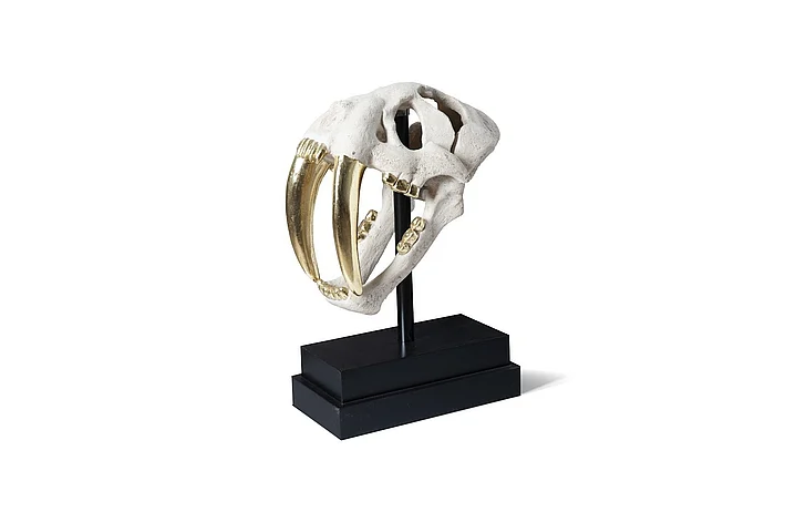 Phillips Collection Saber Tooth Tiger Scull in White/Gold Leaf/Black PH56706