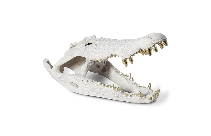 Phillips Collection Crocodile Skull in Roman Stone/Gold Leaf PH56708