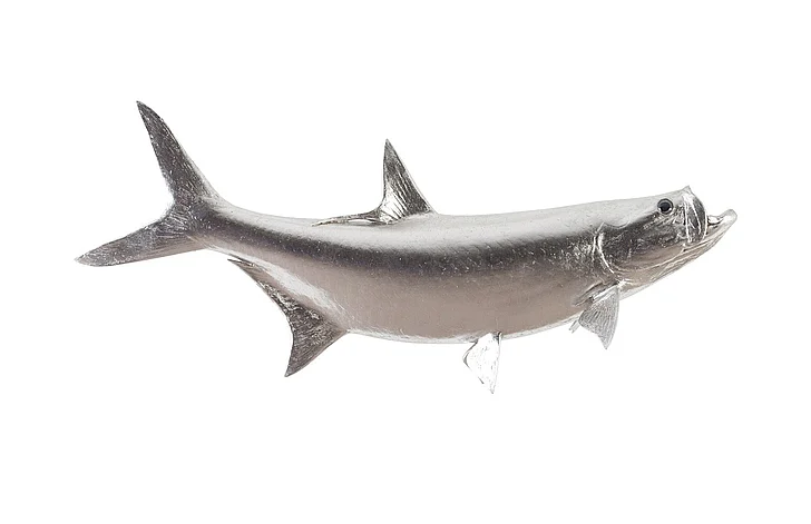 Phillips Collection Tarpon Wall Sculpture in Silver Leaf PH66834