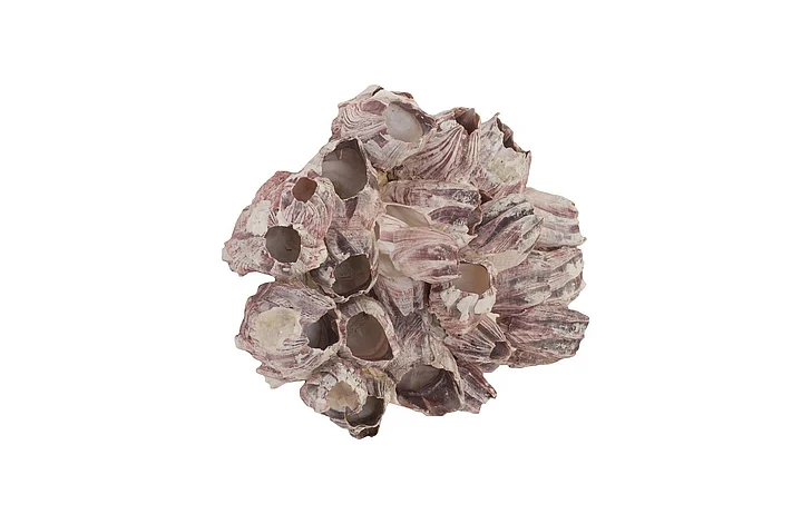 Phillips Collection Large Barnacle Cluster Wall Art in Natural PH97075