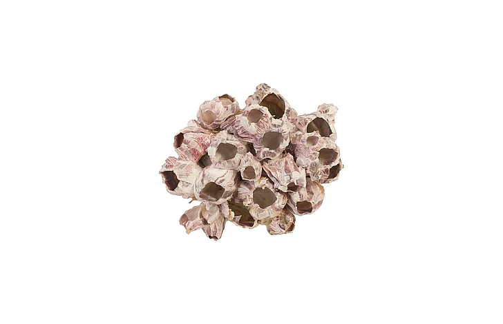 Phillips Collection Medium Barnacle Cluster Wall Art in Natural PH97076