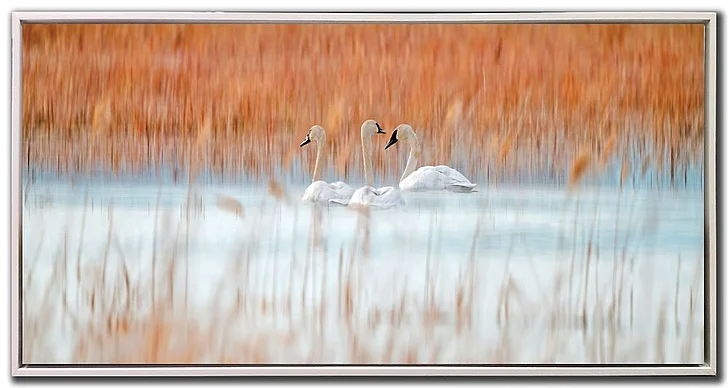 Streamline Art Three White Swans E893152