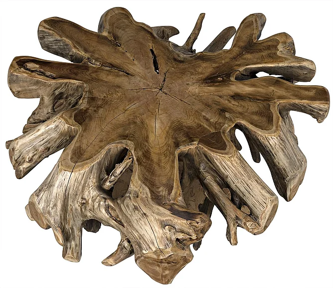 Noir Furniture Teak Root Coffee Table in Clear Coat Semi - Multilayered TEAK101