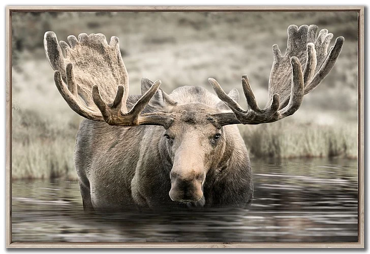 Streamline Art Moose Hot Springs